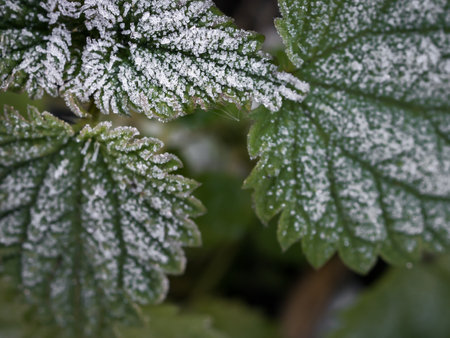Close-up of nettle leaves with hoarfrost. A closeup of the first frost. Horizontally. view from...