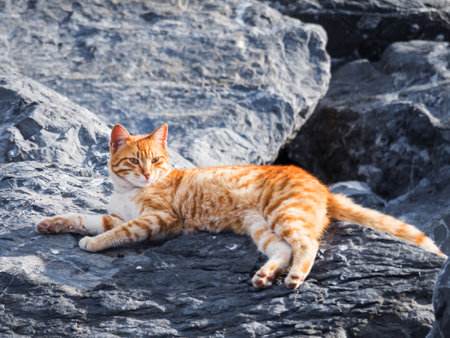 The red cat lies on the mountain stones. Close-up of a fluffy ginger catの写真素材