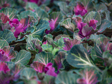 Decorative cabbage green-violet close-up.