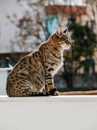 A street striped, pregnant cat in profile sits on a street windowsill. Sunlight illuminates wool....