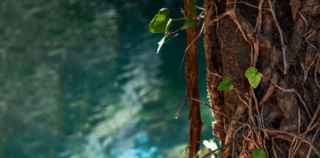 Close-up of a liana tree near a clear mountain river of turquoise color. Water in blur in the background. Design concept of beautiful nature, copy space, place for text.の写真素材