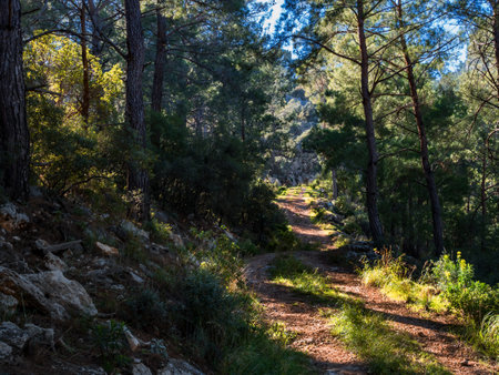 Beautiful spring forest mountain path early in the morning in Turkey. The sun's rays break through the tree branches. No people. Beautiful mountain landscapeの写真素材