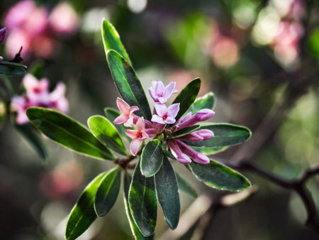 Close-up of small pink fragrant wolfberry flowers. Daphne odora shrub growing in the mountains of Japan. Blur of green foliage in the background.の写真素材