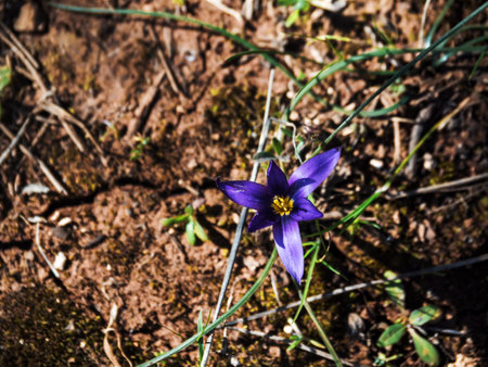 close-up of a purple Romulea brandulia or Romulea flower in a national park in Turkey on the ground with a crack. View from above. horizontally. Natural backgroundの写真素材