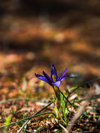 close-up of a purple Romulea brandus flower or Romulea in a national park in Turkey. Place for text....