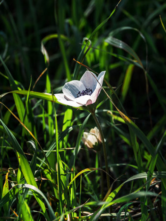 Close-up of two delicate beautiful white flowers of the Anemone coronaria or Anemone family. Green herbal natural botanical backgroundの写真素材