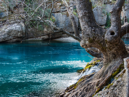 Tree by the riverの写真素材