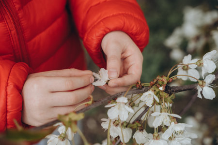Child's hands holding a branch of cherry blossoms in spring.の写真素材