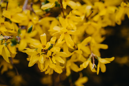 Close up of yellow forsythia flowers in springtime. selective focus.の写真素材