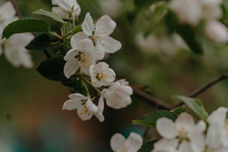 Blossoming branch of apple tree on a spring day close-up