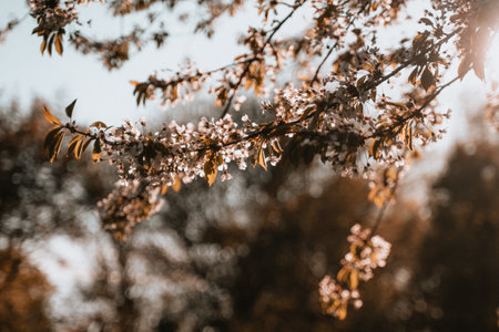 Beautiful blooming tree branches in spring time. selective focus.の写真素材