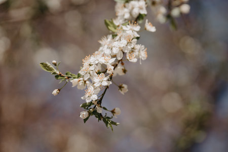 Blossoming cherry branch on a blurred background. Spring.