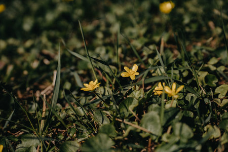 Small yellow flowers on a green meadow in spring. spring time