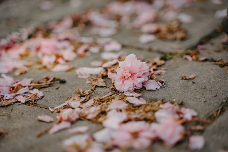 Cherry blossom petals fall on the ground. cherry blossom background