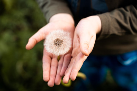 A person holding a white dandelion in his palms in the middle of a field of green grass in springの写真素材