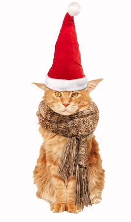 Red cat Maine Coon In a Santa Claus hat and scarf on a white backgroundの写真素材