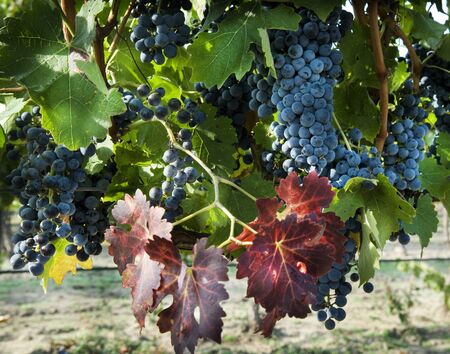 Bunches of ripe grapes on the vine in autumn