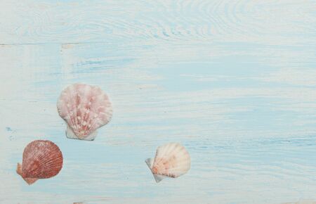 Sea background with blue wood, shells
