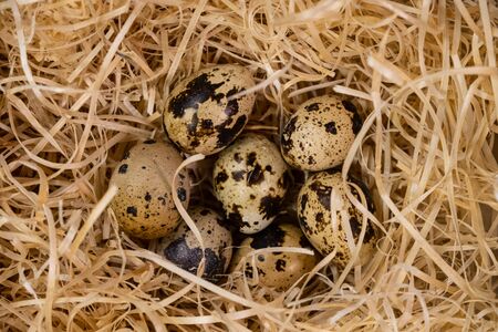 Quail eggs in a nest