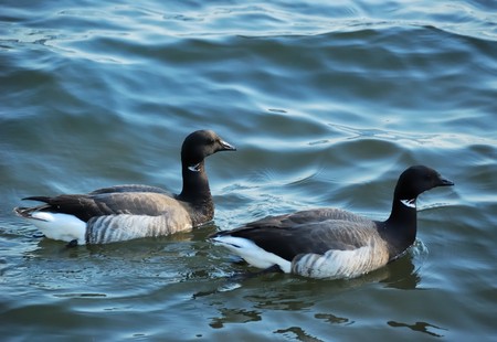 Pair of dark-necked waterfowl の写真素材