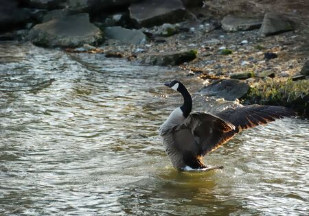 Canadian goose bathing along shorelineの写真素材