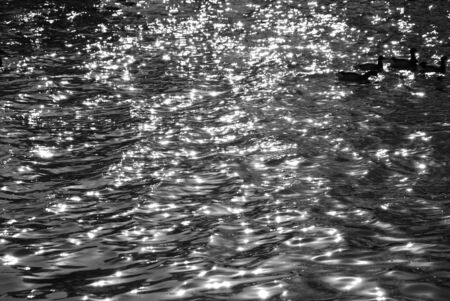 Group of four waterfowl swimming on specular ocean in black-and-whiteの写真素材