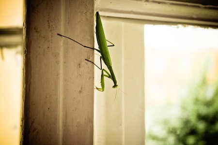 light green praying mantis sitting on the windowの写真素材