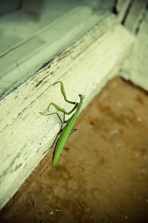 green mantis crawling on the windowの写真素材