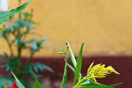 green mantis lies in waitの写真素材