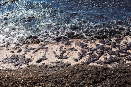 Dirty sea wave nailed to shore old dirty algae. Dirty seaweed line of sea surf on beach. Dirty sea,...