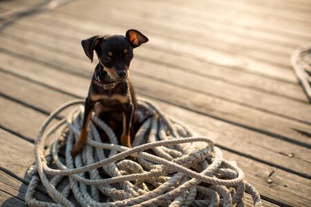Dog miniature Pinscher puppy on a wooden background.の写真素材