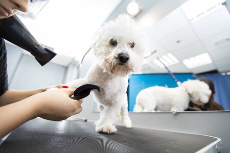 Veterinarian blow-dry a Bichon Frise hair in a veterinary clinic, close-up. Bichon Frise do haircut and grooming in the beauty salon for dogs.の写真素材