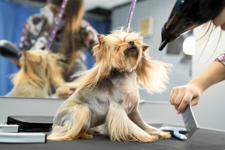 Grooming animals, grooming, drying and styling dogs, combing wool. Grooming master cuts and shaves, cares for a dog. Beautiful Yorkshire Terrier.の写真素材