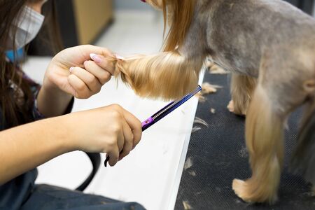 Female groomer haircut yorkshire terrier on the table for grooming in the beauty salon for dogs. Toned image. process of final shearing of a dog's hair with scissorsの写真素材