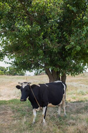 Cow on a summer pasture. Cow is tied to a tree.の写真素材