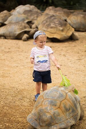 Child feeding Aldabra giant tortoise. Mauritius island