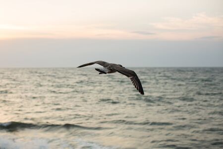 Seagull are flying in the yellow sunset.