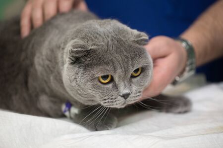 Veterinary placing a catheter via a cat in the clinicの写真素材