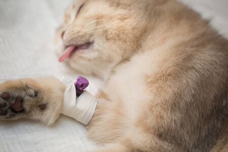 Cat in a veterinary clinic under anesthesiaの写真素材