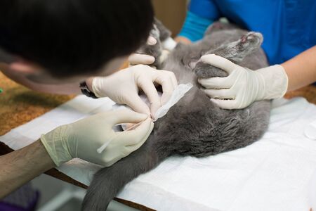 veterinary medicine, the use of three-way stopcock for draining urine from the urinary bladder of...
