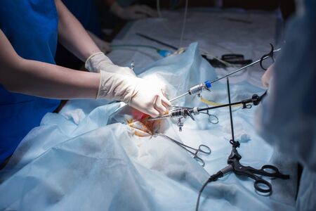 Vet doing the operation for sterilization. The cat on the operating table in a veterinary clinic. Cat in a veterinary surgery , the uterus and ovaries of a cat during surgeryの写真素材