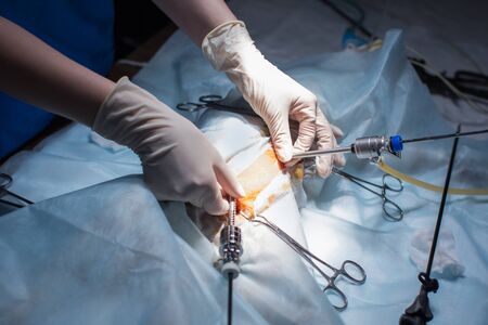 Vet doing the operation for sterilization. The cat on the operating table in a veterinary clinic....