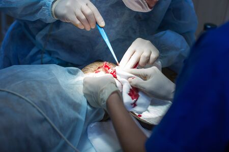 veterinarian makes surgery the dog. circumcision of the ears. the surgeon cuts the ears.の写真素材