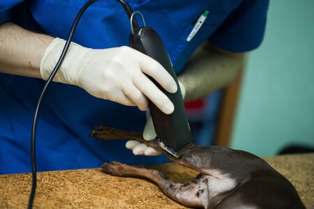 vet shave the dog prior to surgery on leg.の写真素材