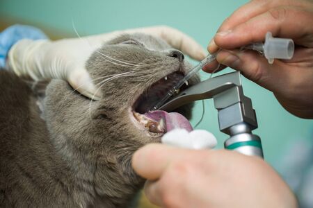 Veterinarian surgery, putting anesthesia breathing circuit set to cat mouth.の写真素材