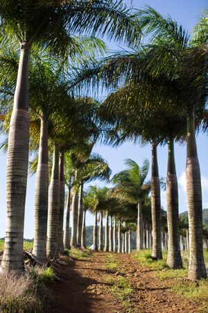 Avenue of palm trees and mountain in the backgroundの写真素材