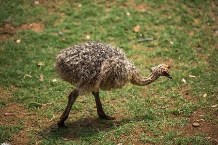 Adorable baby ostrich in the wild on earth.の写真素材