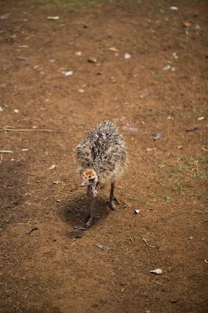 Adorable baby ostrich in the wild on earth.の写真素材