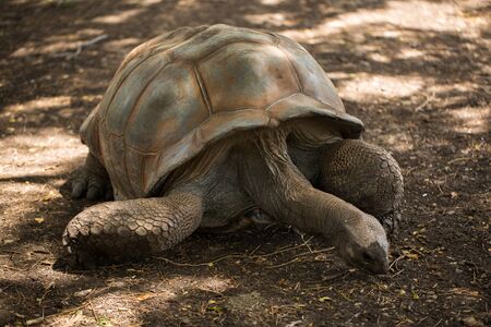 A giant Seychelles turtle in Mauritius close-upの写真素材