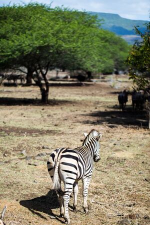 A herd of zebras in the wild. Mauritius.